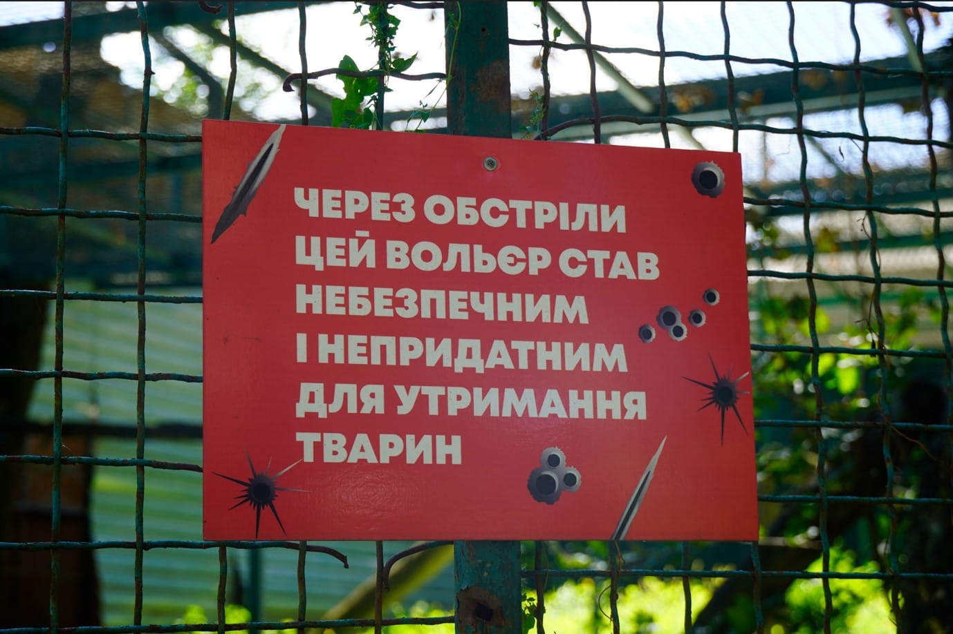 Харьковские тигры привыкли к обстрелам: как выживает возрожденный «Фельдман-парк» в окрестностях Харькова